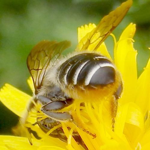 Megachile sp.